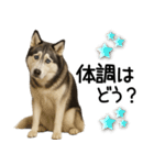 シベリアンハスキー★毎日の思いやり♡（個別スタンプ：5）