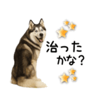 シベリアンハスキー★毎日の思いやり♡（個別スタンプ：6）