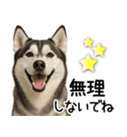 シベリアンハスキー★毎日の思いやり♡（個別スタンプ：7）