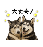 シベリアンハスキー★毎日の思いやり♡（個別スタンプ：8）