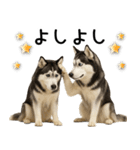 シベリアンハスキー★毎日の思いやり♡（個別スタンプ：9）