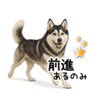 シベリアンハスキー★毎日の思いやり♡（個別スタンプ：10）
