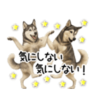シベリアンハスキー★毎日の思いやり♡（個別スタンプ：11）