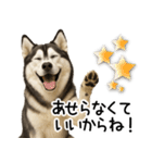シベリアンハスキー★毎日の思いやり♡（個別スタンプ：12）