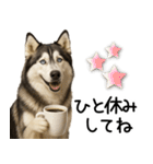 シベリアンハスキー★毎日の思いやり♡（個別スタンプ：13）