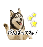 シベリアンハスキー★毎日の思いやり♡（個別スタンプ：14）