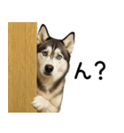 シベリアンハスキー★毎日の思いやり♡（個別スタンプ：17）