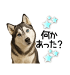 シベリアンハスキー★毎日の思いやり♡（個別スタンプ：18）
