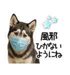 シベリアンハスキー★毎日の思いやり♡（個別スタンプ：19）