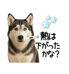 シベリアンハスキー★毎日の思いやり♡（個別スタンプ：20）