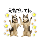 シベリアンハスキー★毎日の思いやり♡（個別スタンプ：21）