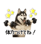 シベリアンハスキー★毎日の思いやり♡（個別スタンプ：24）