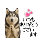 シベリアンハスキー★毎日の思いやり♡（個別スタンプ：25）
