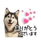シベリアンハスキー★毎日の思いやり♡（個別スタンプ：26）
