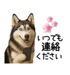 シベリアンハスキー★毎日の思いやり♡（個別スタンプ：29）