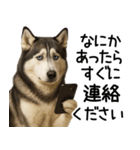 シベリアンハスキー★毎日の思いやり♡（個別スタンプ：30）