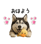 シベリアンハスキー★毎日の思いやり♡（個別スタンプ：32）