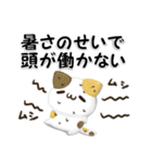 毎日五月病なねこたち 3D風！夏スタンプ（個別スタンプ：21）