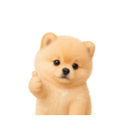 かわいいぽっちゃりポメラニアン （NT）（個別スタンプ：1）
