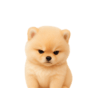 かわいいぽっちゃりポメラニアン （NT）（個別スタンプ：13）