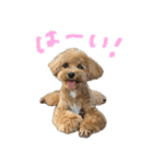 マルプーのRoyくん 2（個別スタンプ：1）