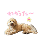 マルプーのRoyくん 2（個別スタンプ：3）