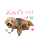 マルプーのRoyくん 2（個別スタンプ：9）