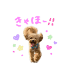 マルプーのRoyくん 2（個別スタンプ：12）