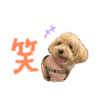 マルプーのRoyくん 2（個別スタンプ：13）