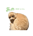 マルプーのRoyくん 2（個別スタンプ：15）