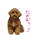 マルプーのRoyくん 2（個別スタンプ：20）