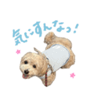 マルプーのRoyくん 2（個別スタンプ：23）