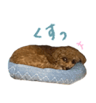 マルプーのRoyくん 2（個別スタンプ：25）