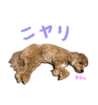 マルプーのRoyくん 2（個別スタンプ：26）