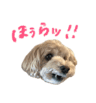 マルプーのRoyくん 2（個別スタンプ：37）