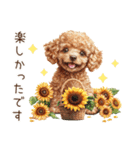 夏だよ！敬語でトイプードル（個別スタンプ：26）