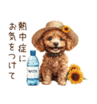 夏だよ！敬語でトイプードル（個別スタンプ：32）