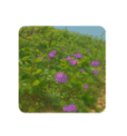 礼文島風景 vol.2（個別スタンプ：10）