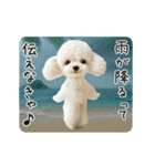 夏♡エッホエッホ！トイプードル（個別スタンプ：10）