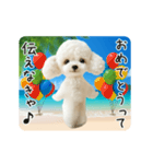 夏♡エッホエッホ！トイプードル（個別スタンプ：13）
