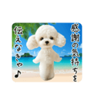 夏♡エッホエッホ！トイプードル（個別スタンプ：14）