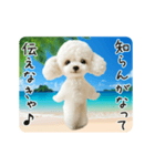 夏♡エッホエッホ！トイプードル（個別スタンプ：16）