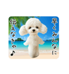 夏♡エッホエッホ！トイプードル（個別スタンプ：23）