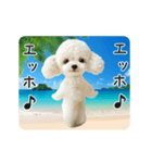 夏♡エッホエッホ！トイプードル（個別スタンプ：24）