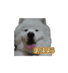 愛犬サモエドスタンプ（part1）（個別スタンプ：7）