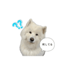 愛犬サモエドスタンプ（part1）（個別スタンプ：9）