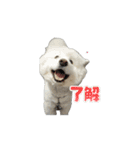 愛犬サモエドスタンプ（part1）（個別スタンプ：11）