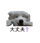愛犬サモエドスタンプ（part1）（個別スタンプ：15）