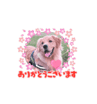 癒しのいっぬっ（個別スタンプ：6）