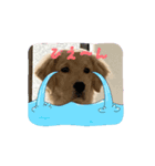 癒しのいっぬっ（個別スタンプ：8）